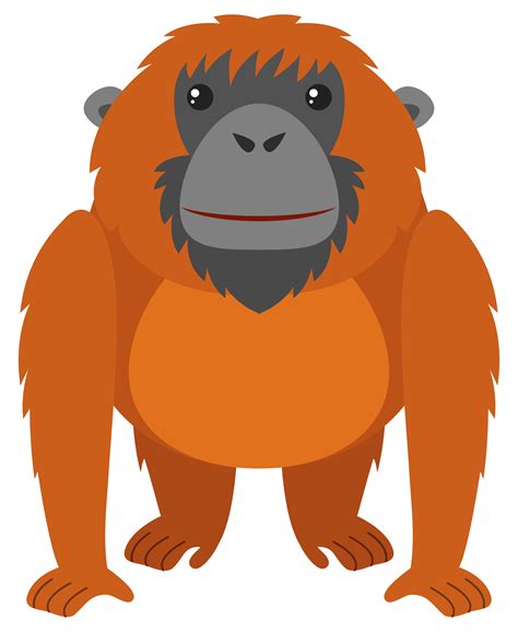 orangutan clipart